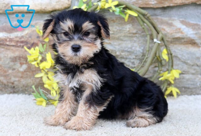 Barker Yorkie image