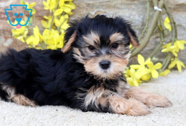 Barker Yorkie2 image