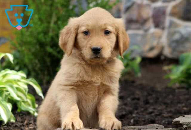 Bayla Golden image