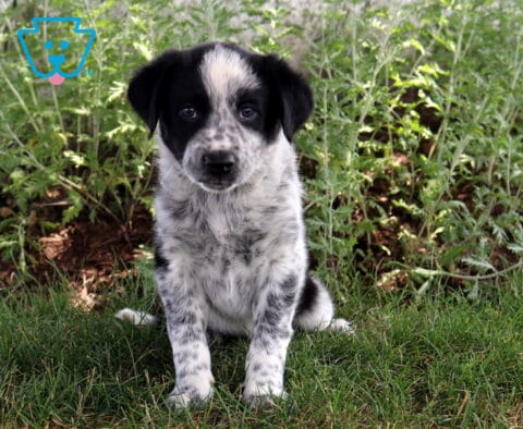 Bean Border Collie
