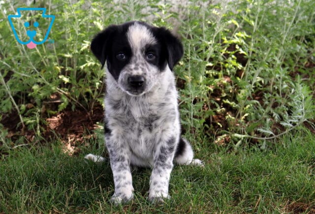Bean Border Collie image