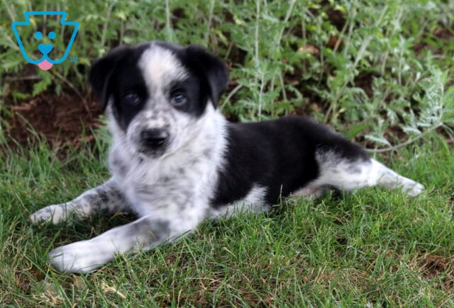 Bean Border Collie2 image
