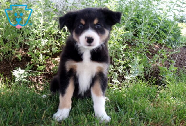 Bear Border Collie image