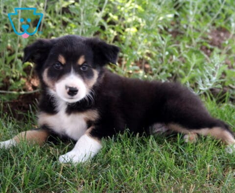 Bear Border Collie2