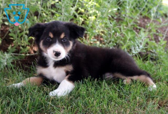 Bear Border Collie2 image