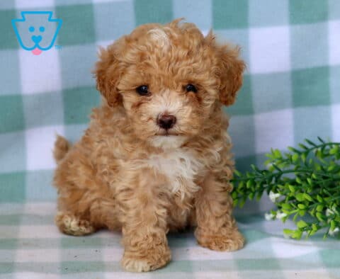 Bear Maltipoo