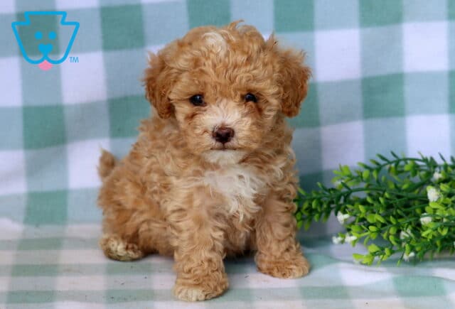 Bear Maltipoo image