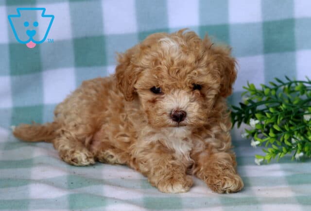 Bear Maltipoo2 image
