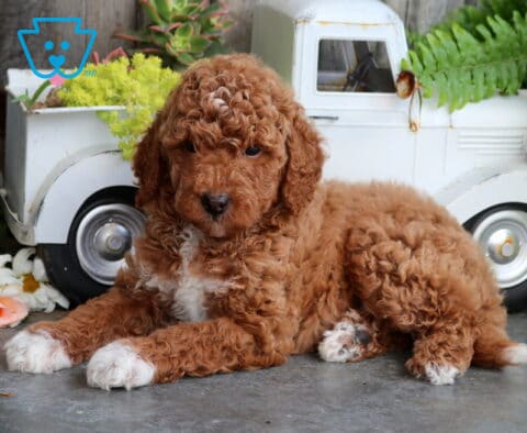 Bear Mini Goldendoodle