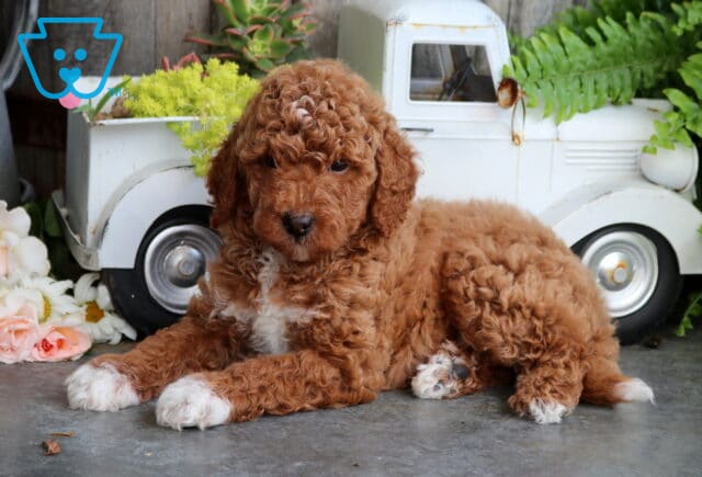 Bear Mini Goldendoodle image