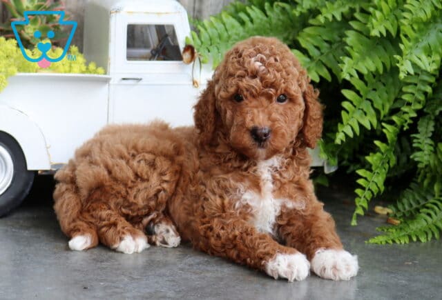 Bear Mini Goldendoodle2 image