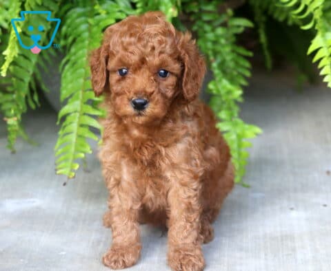 Bear Mini Poodle