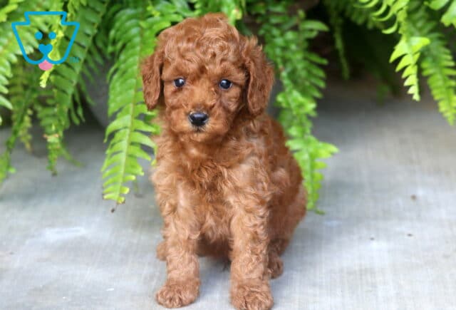 Bear Mini Poodle image
