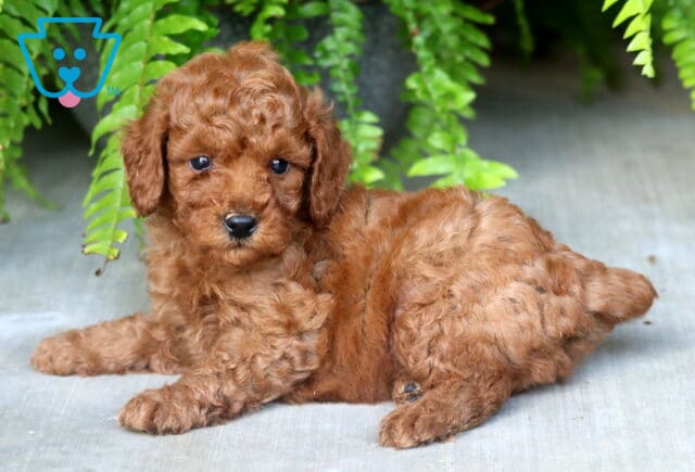 Bear Mini Poodle2 image