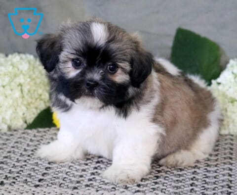 Fluffy tri-colored Shichon puppy with a black, white, and tan coat sitting on a textured rug, surrounded by soft white hydrangeas for a sweet indoor portrait.