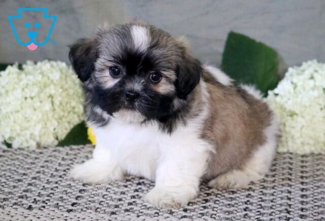 Fluffy tri-colored Shichon puppy with a black, white, and tan coat sitting on a textured rug, surrounded by soft white hydrangeas for a sweet indoor portrait. image