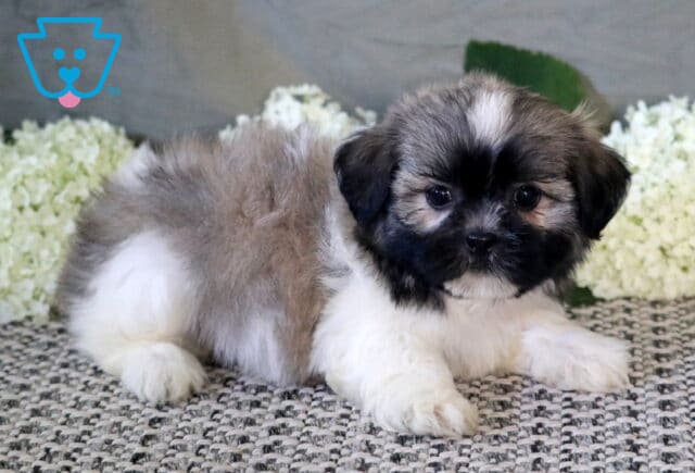 Adorable fluffy Shichon puppy with a black, silver, and white coat lying on a woven rug, posing in front of soft white hydrangeas with a gentle, curious expression. image