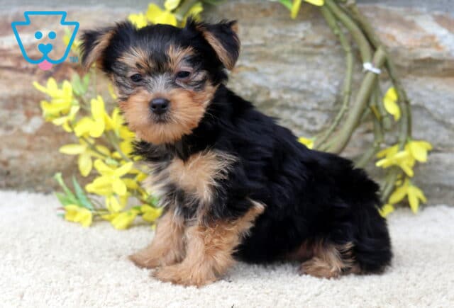 Becca Yorkie2 image