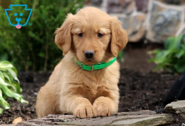 Bella Golden image