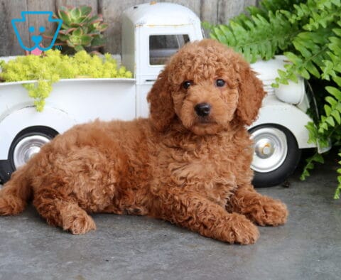 Bella Mini Goldendoodle