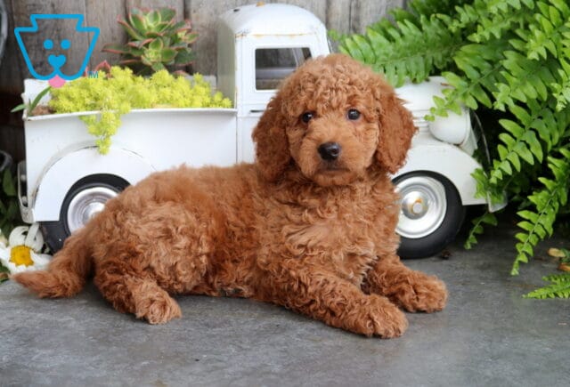 Bella Mini Goldendoodle image