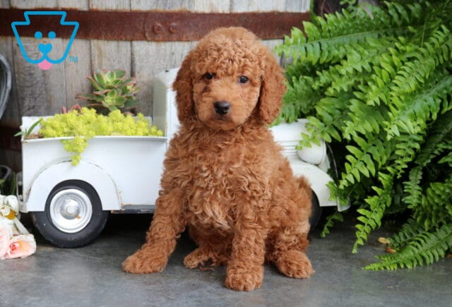 Bella Mini Goldendoodle2 image