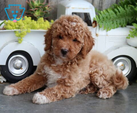 Benji Mini Goldendoodle