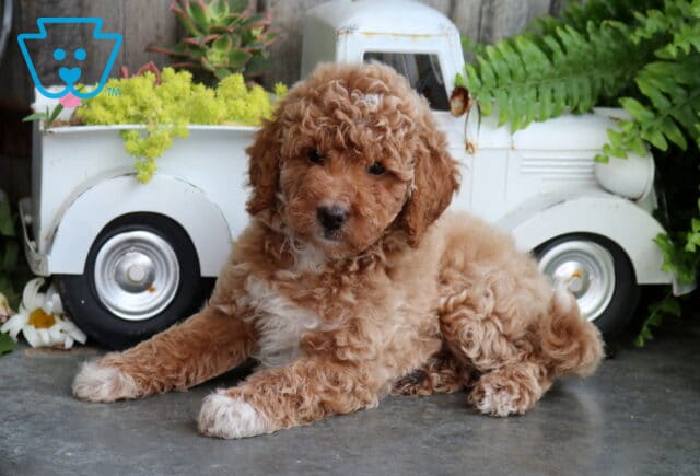 Benji Mini Goldendoodle image