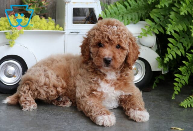 Benji Mini Goldendoodle2 image