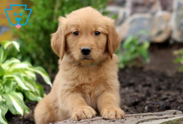 Benny Golden image