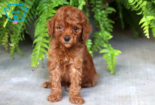 Benny Mini Poodle image