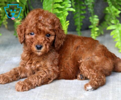 Benny Mini Poodle2
