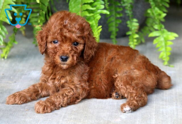 Benny Mini Poodle2 image