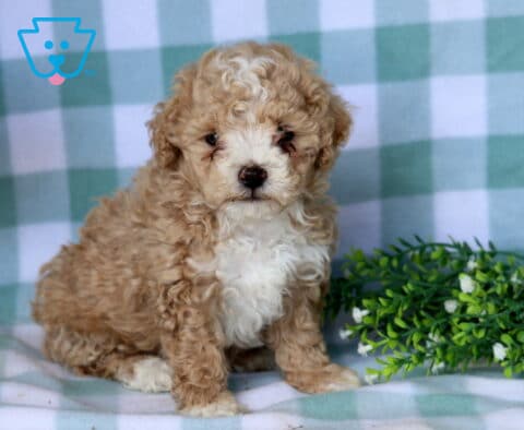 Bentley Maltipoo
