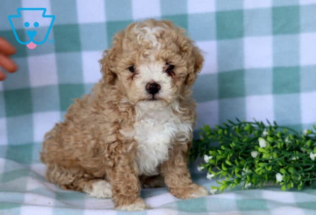 Bentley Maltipoo image