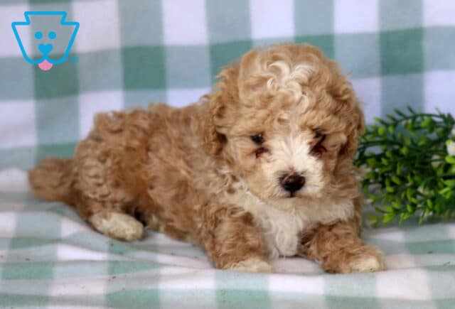 Bentley Maltipoo2 image