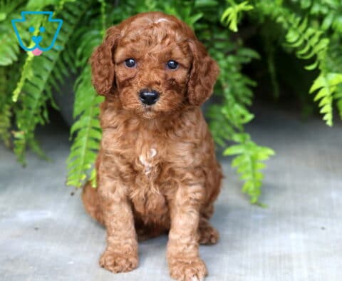 Bessie Mini Poodle