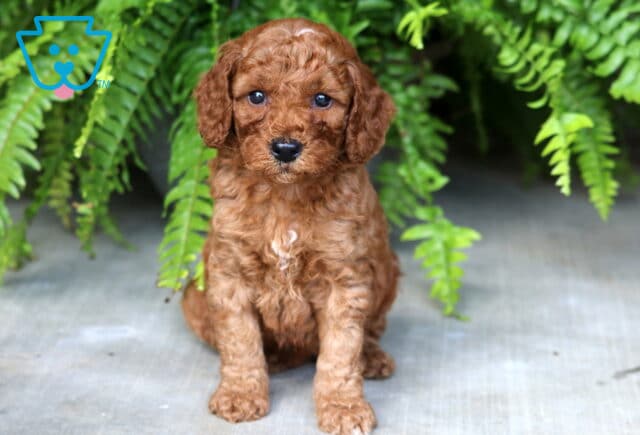 Bessie Mini Poodle image