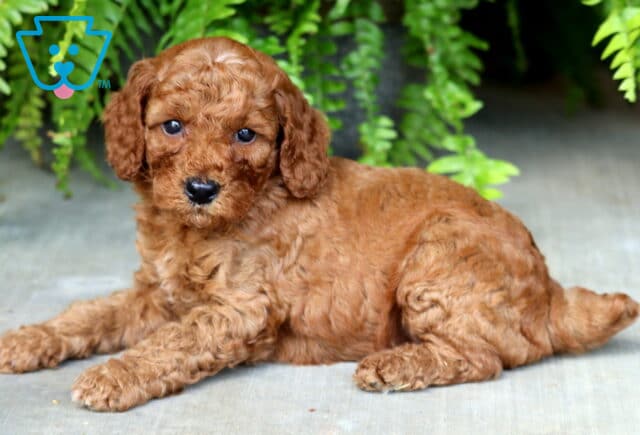 Bessie Mini Poodle2 image
