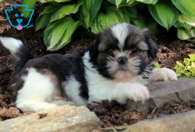 Bingo SHih Tzu image