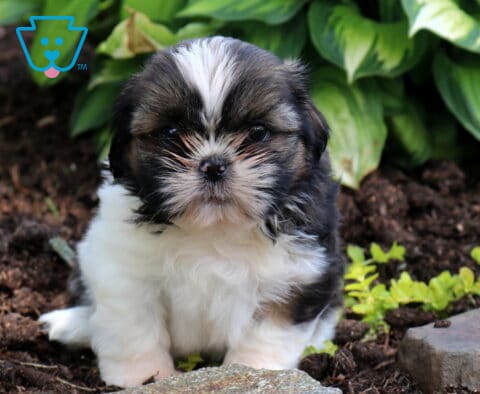 Bingo SHih Tzu2