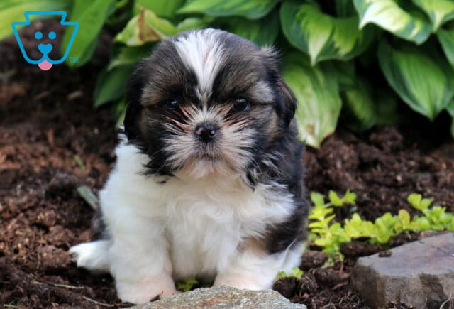 Bingo SHih Tzu2 image