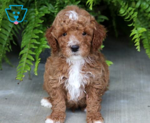 Blake Mini Poodle