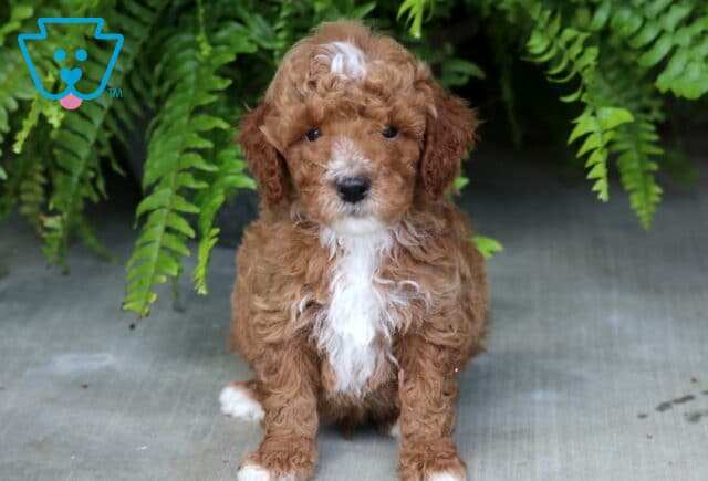 Blake Mini Poodle image