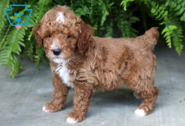 Blake Mini Poodle2 image