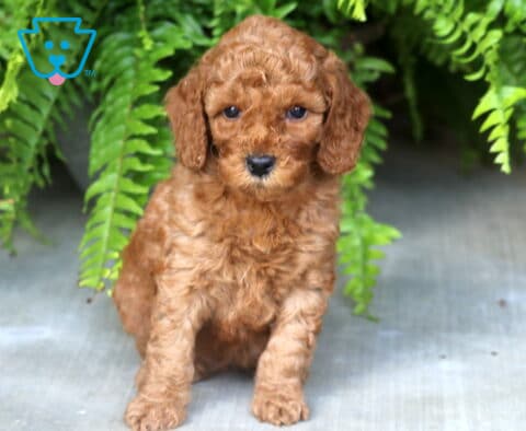Blossom Mini Poodle