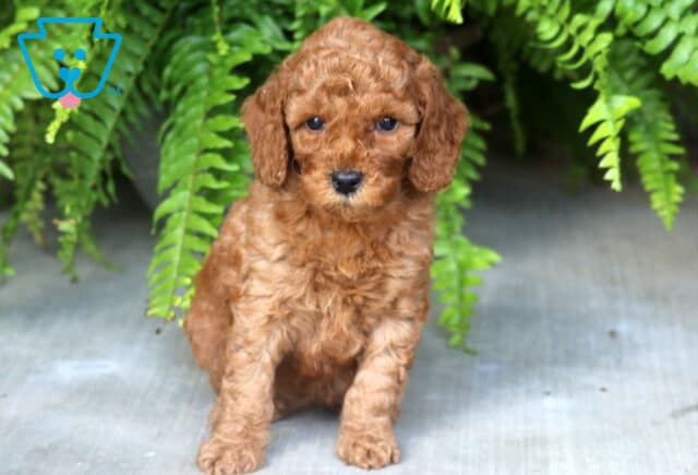 Blossom Mini Poodle image