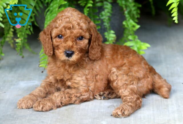 Blossom Mini Poodle2 image