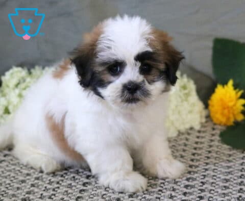 Precious fluffy Shichon puppy with a white, tan, and black coat sitting on a patterned rug, framed by white hydrangeas and bright yellow blooms.