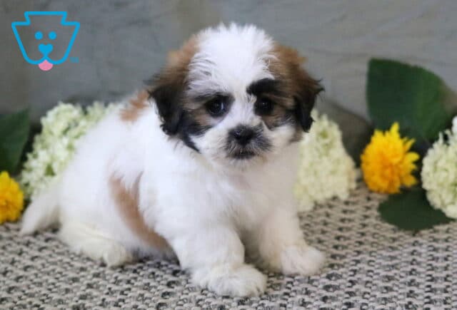Precious fluffy Shichon puppy with a white, tan, and black coat sitting on a patterned rug, framed by white hydrangeas and bright yellow blooms. image